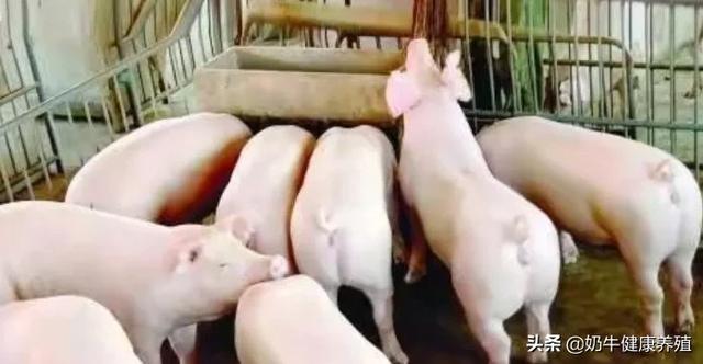 养鸽还是养兔利润高哪个宠物更易饲养