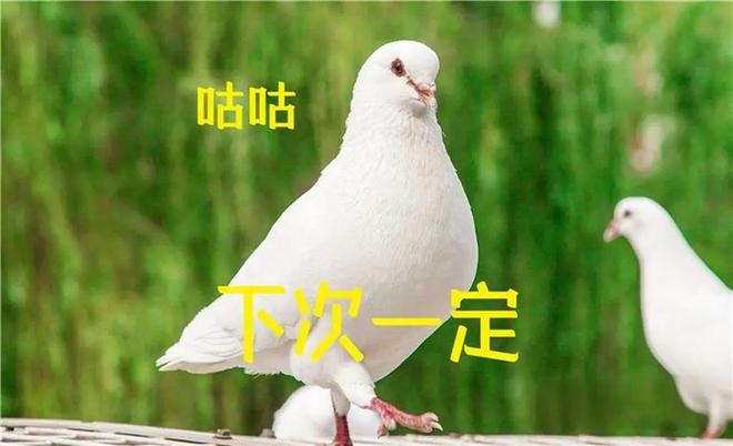 养鹌鹑还是鸽子更赚钱哪种家禽带来更高利润