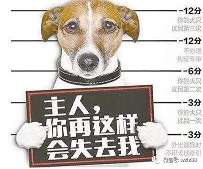养黑狗能盈利吗知乎热议的养狗之道