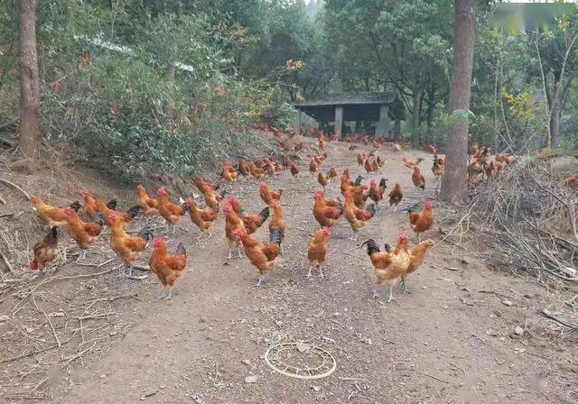 养鹌鹑还是蛋鸡更盈利探讨养殖经济效益比较