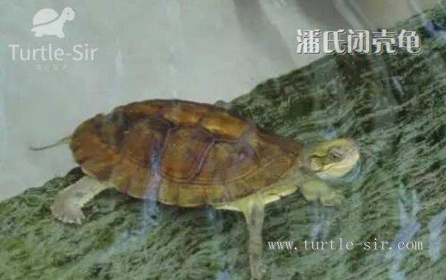 养龟真的能赚钱吗与养鳖相比如何