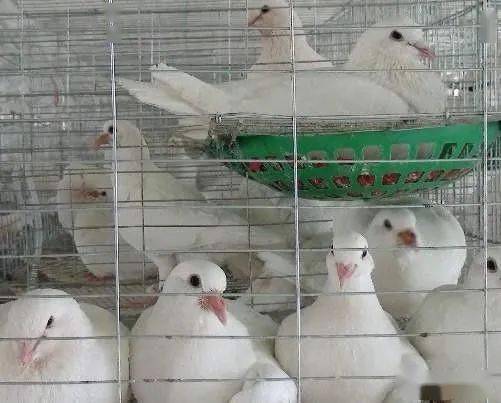 养鸽子真的能赚钱吗视频解析鸽子的经济效益