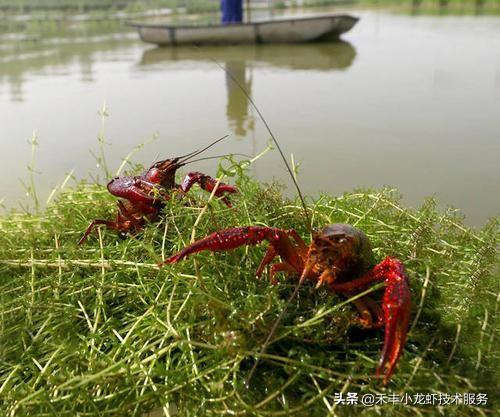 养龙虾盈利几何赚钱者是多数吗