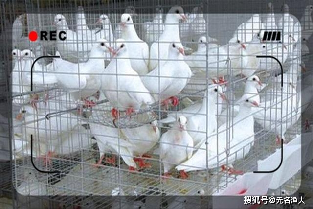 养鹌鹑还是肉鸡更盈利养殖项目赚钱对比分析