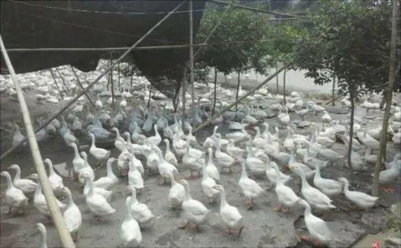 养鹅还是养鸭利润高深度比较两种养殖收益