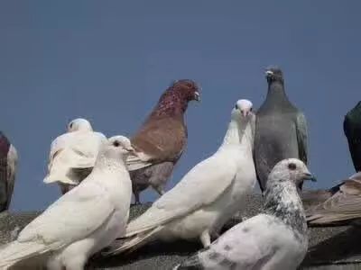 养鹌鹑还是养鸡更盈利鸽子养殖能否胜出