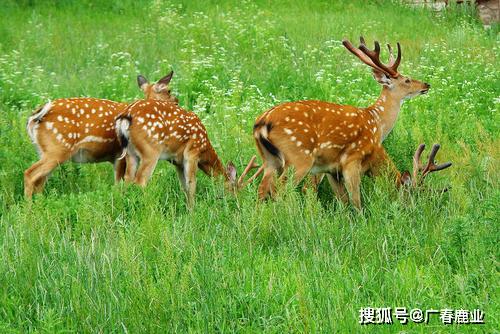 养鹿真的能盈利吗探讨养鹿经济效益