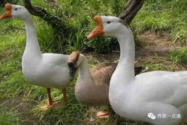 养鹅真的能盈利吗探究养鹅的赚钱之道