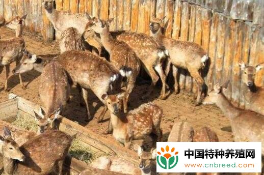 养鹿业盈利途径有哪些前景究竟如何展望