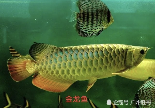 养龙鱼盈利还是烧钱