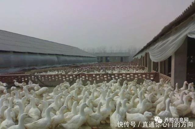 养鸭真的能赚钱吗利润空间探究
