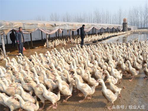 养鹅真的能盈利吗探究养殖鹅的市场潜力