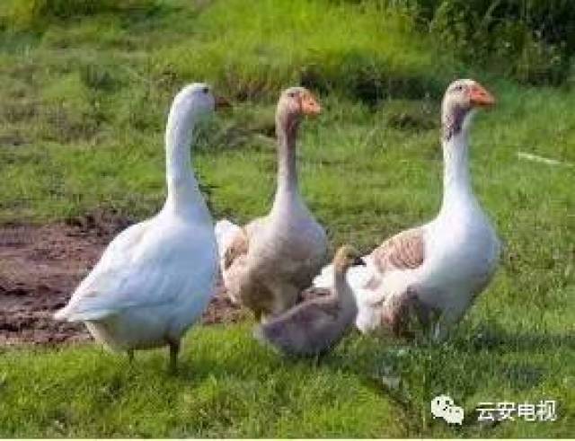 养鹅兼职赚钱如何核算生蛋的利润与成本