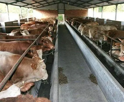 哪些养牛项目最赚钱探究养牛业的盈利之道