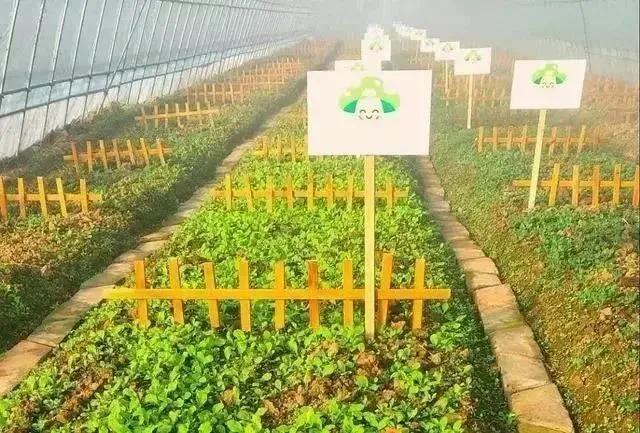 冰凌花农场盈利吗探究其栽培技术与收益