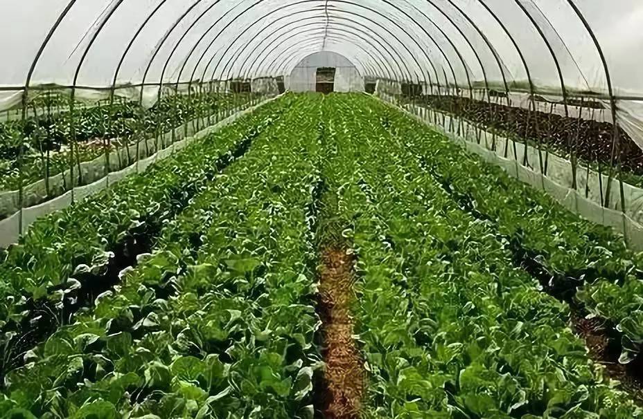 冷棚种植哪些蔬菜利润高注意事项大揭秘