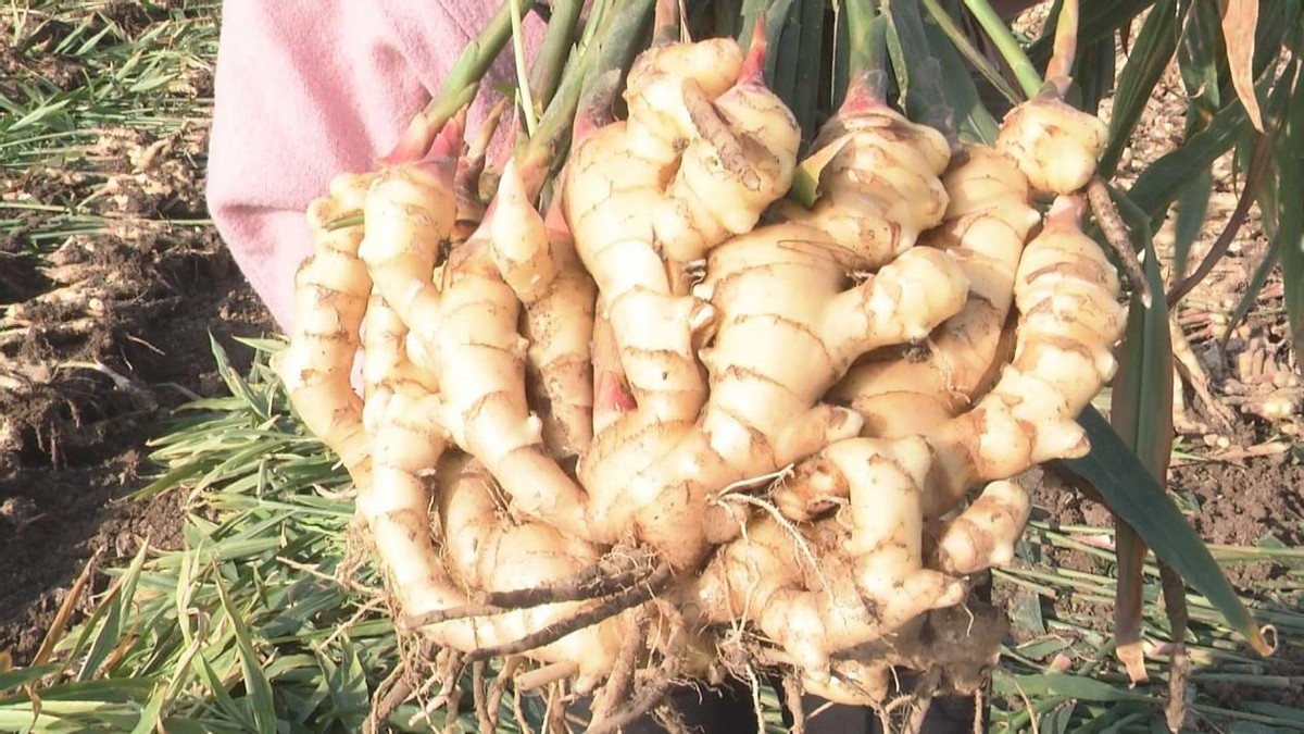 冬天农民种植哪些作物最赚钱