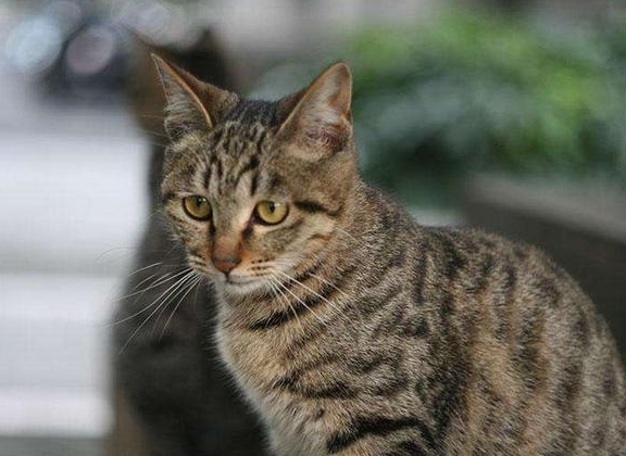 便于盈利的猫咪品种有哪些哪些猫的前景最为看好