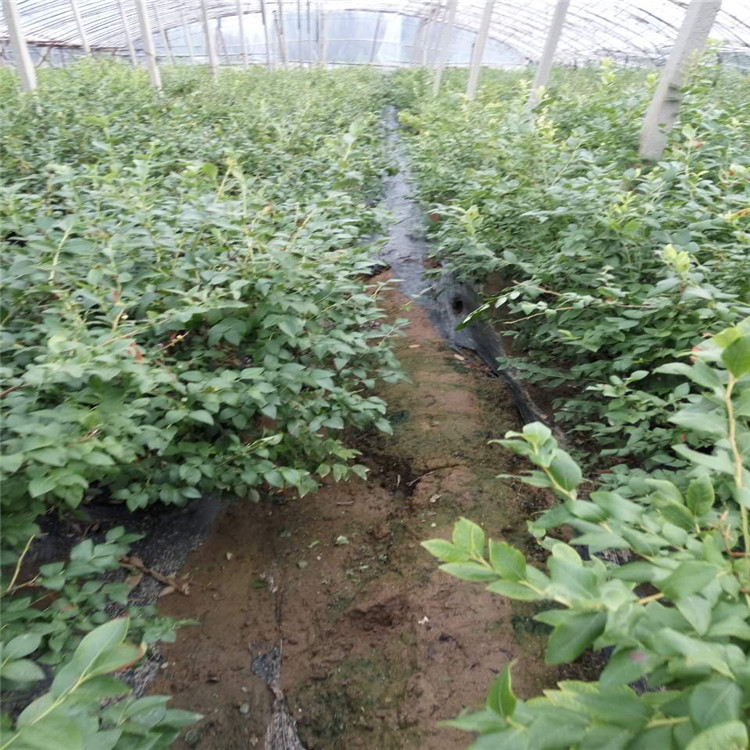 农科院种植基地哪些植物带来高收益