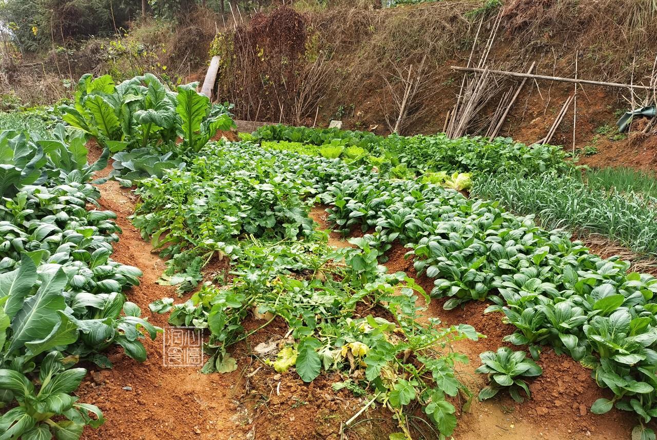 南京冬季种植哪些蔬菜能盈利这季节适宜种什么菜