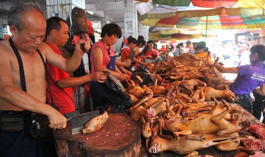 冰箱与菜市场狗肉销售利润对比