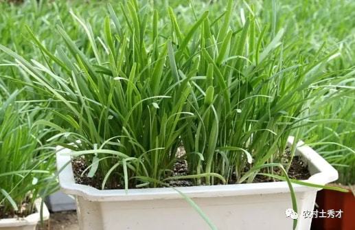 农民菜园种植哪些菜能盈利小菜园选择哪些省心