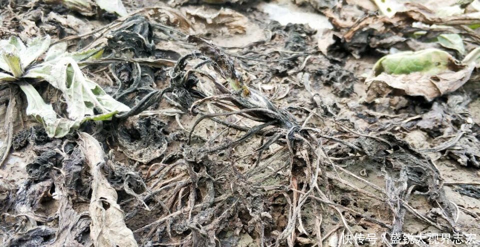 干旱农村种植哪些药材最赚钱