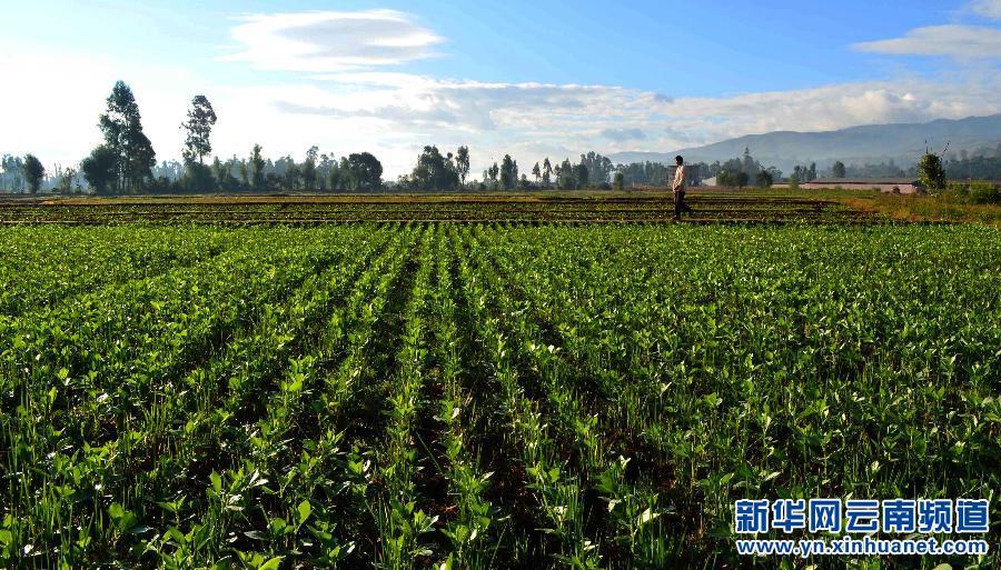 黑土地里种什么赚钱适宜南方农村的农作物盘点