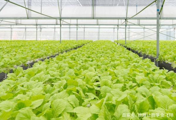 哪些水果种植效益高农场选择哪些蔬菜品种