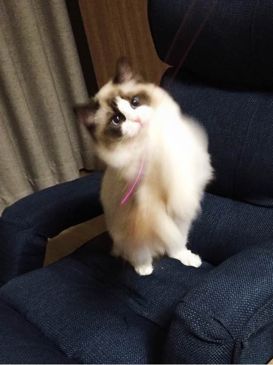 布偶猫销售盈利如何能否在知乎平台实现收益