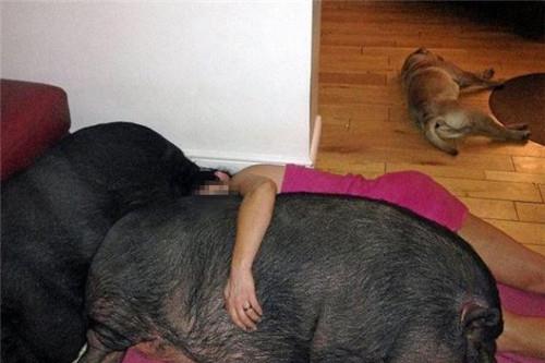 女生吃狗粮赚钱真的靠谱吗