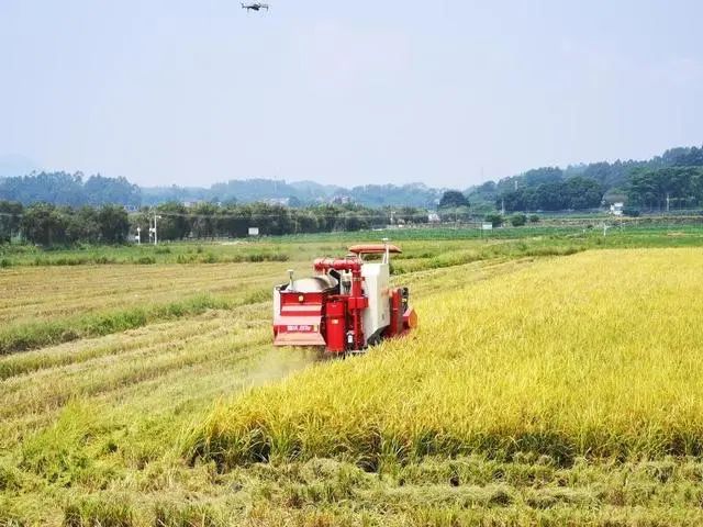 鹭草农场真的能赚钱吗