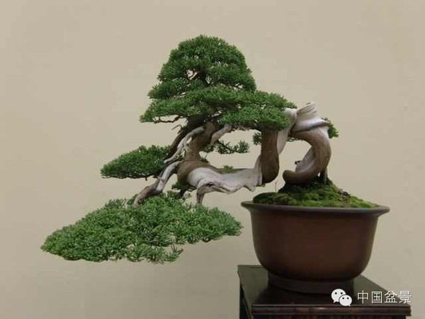 在日本开设盆景店盈利前景如何