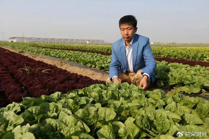 农民通过吃生菜真能赚钱吗视频讲解深度剖析