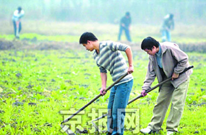 大学生回农村种菜真的能赚钱吗