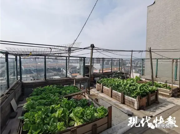 如何在县城楼上养兔子赚钱小区楼顶养殖可行吗
