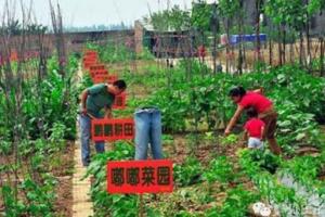 租地种菜选哪些品种能盈利求高效蔬菜种植建议