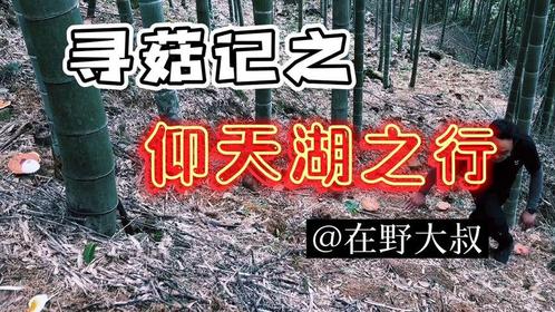 在大理寻菌子能赚钱吗知乎热议解析