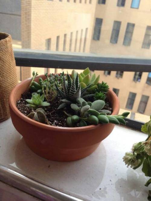 同城养植哪些植物能盈利哪些本地生意更具潜力