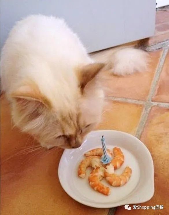 如何在即时猫平台上轻松赚钱