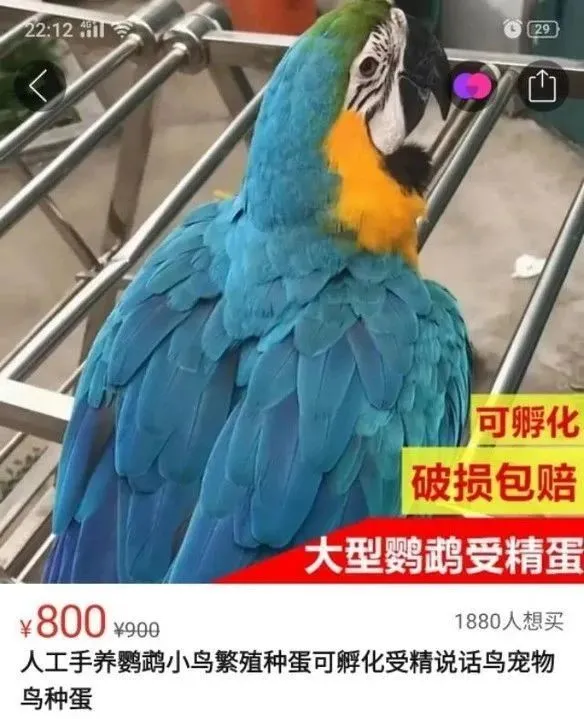 出售鹦鹉真的盈利吗探讨鹦鹉销售的利润空间