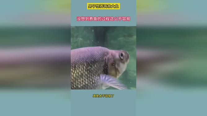 哪些养鱼领域前景广阔更易获利