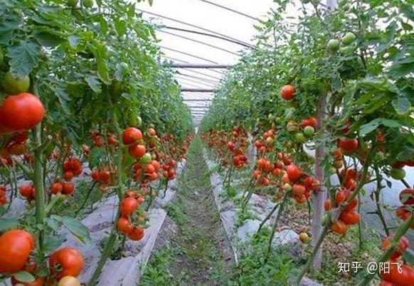 冬季大棚西红柿种植盈利空间多大最佳时机揭秘