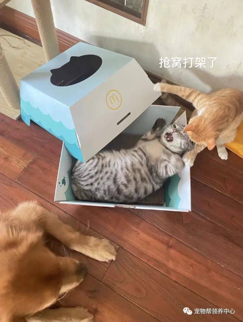 麦当劳猫窝真的能赚钱吗宠物爱好者的商机探讨