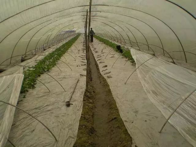 冬季大棚种植哪些作物能盈利技术要点全解析