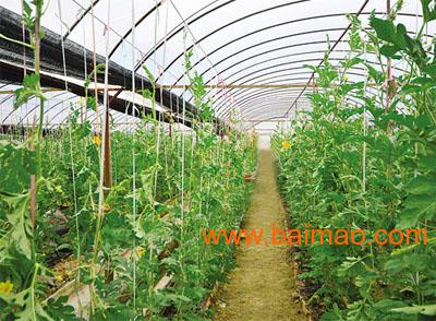 大棚养殖哪些项目利润高哪些动植物最赚钱