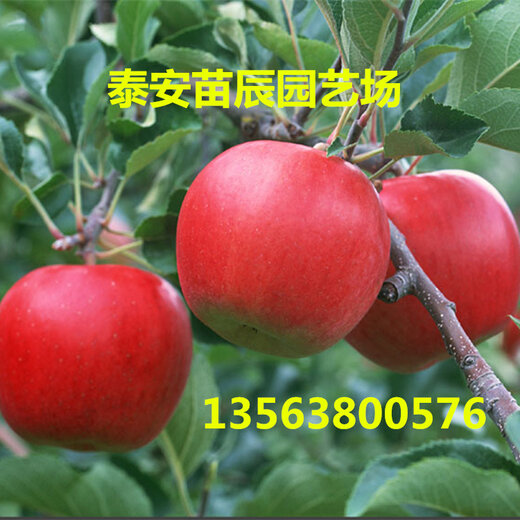 哪些水果种植能快速盈利最新品种前景如何