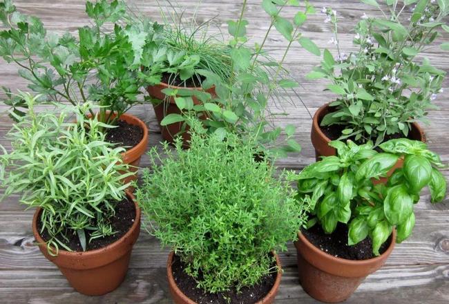 南京冬季种植哪些植物能盈利哪些室外植物适宜南京冬天