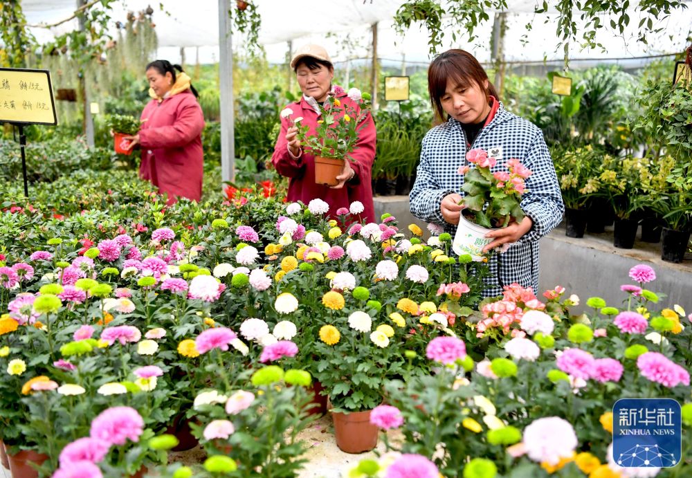 雨后农村种植哪些作物更赚钱花卉种植是否可行