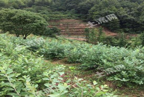 哪些作物能让土地快速生金种植哪些赚钱快